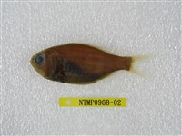 藏品(准燧鯛)的圖片